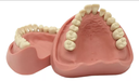 TIPODONTO CLONICO KAVO ADULTO 28 DIENTES