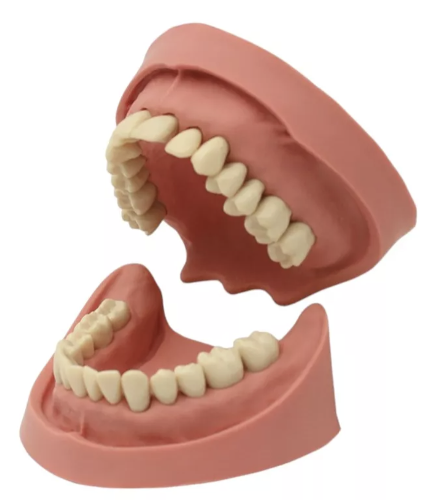 TIPODONTO CLONICO KAVO ADULTO 28 DIENTES