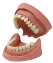 TIPODONTO CLONICO KAVO ADULTO 28 DIENTES