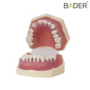 MODELO DE PERIODONCIA