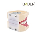 MODELO DE PERIODONCIA COMPLETO