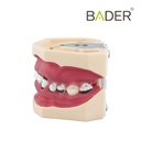 MODELO DE PERIODONCIA COMPLETO