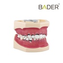 MODELO DE PERIODONCIA COMPLETO