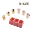 MODELO DEMOSTRACIÓN DESMONTABLE CON CARIES