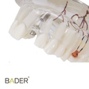 MODELO DENTAL DE IMPLANTE CON NERVIO