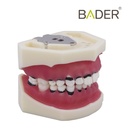 TIPODONTO DE PERIODONCIA SIN ARTICULADOR