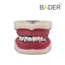 TIPODONTO DE PERIODONCIA SIN ARTICULADOR