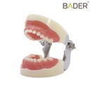 TIPODONTO CLÓNICO NISSIN PEDIÁTRICO + DESTORNILLADOR