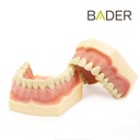 TIPODONTO CLÓNICO AG-3 ADULTO + DESTORNILLADOR