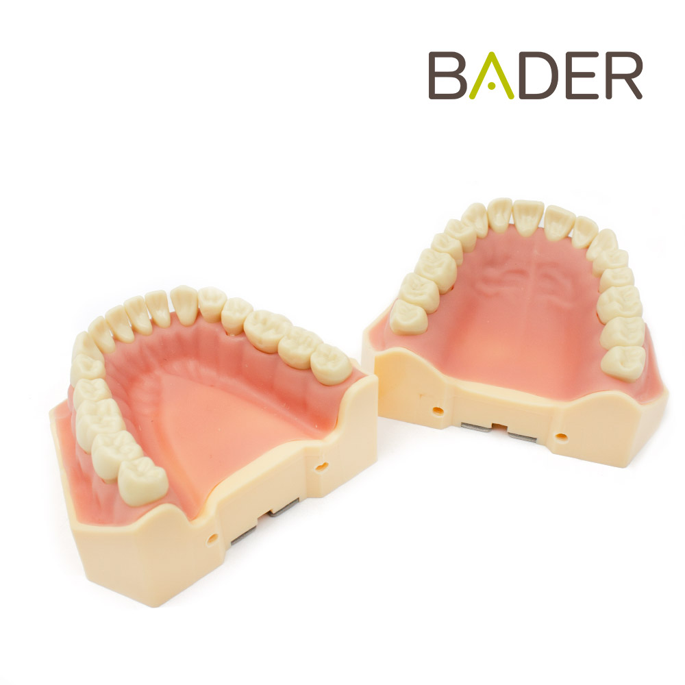 TIPODONTO CLÓNICO AG-3 ADULTO + DESTORNILLADOR