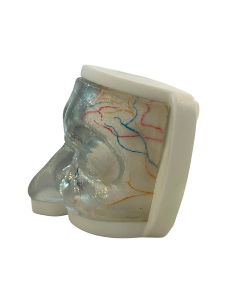 MODELO FACIAL PARCIAL SUPERIOR DE SILICONA TRANSPARENTE PARA PRÁCTICAS DE INYECCIÓN