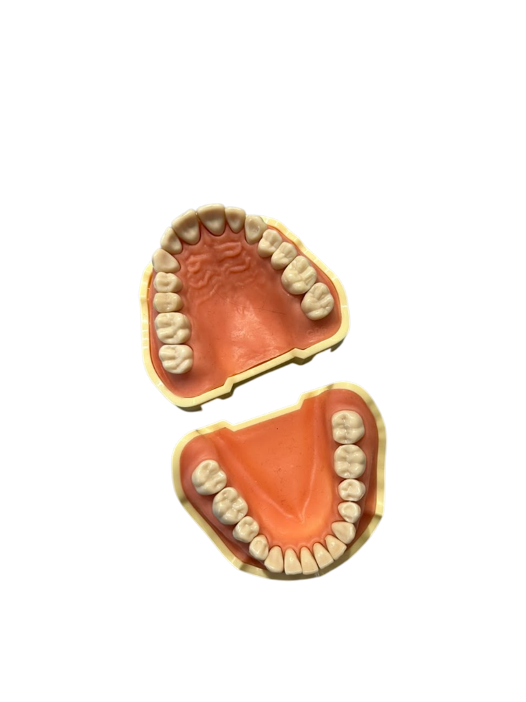 TIPODONTO CLONICO FRASACO AG-3 ADULTO