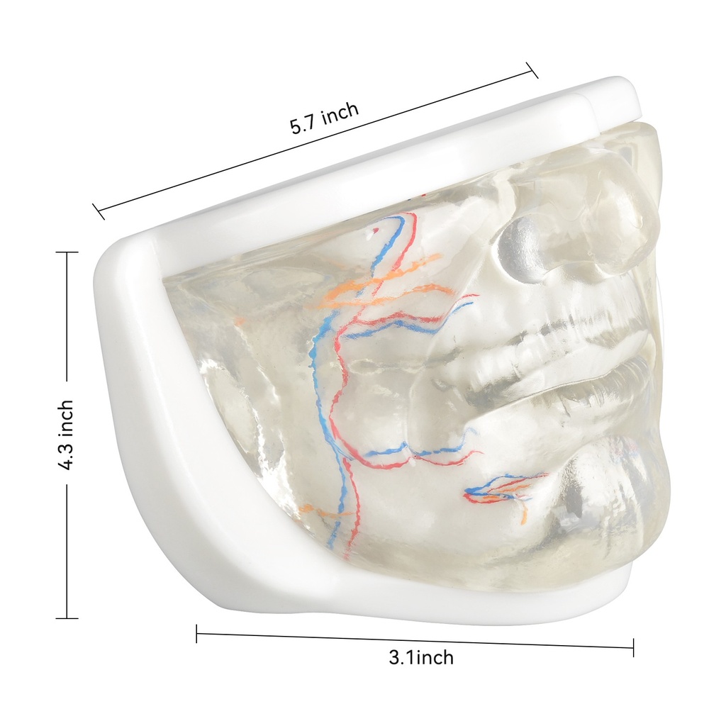 MODELO FACIAL PARCIAL INFERIOR DE SILICONA TRANSPARENTE PARA PRÁCTICAS DE INYECCIÓN