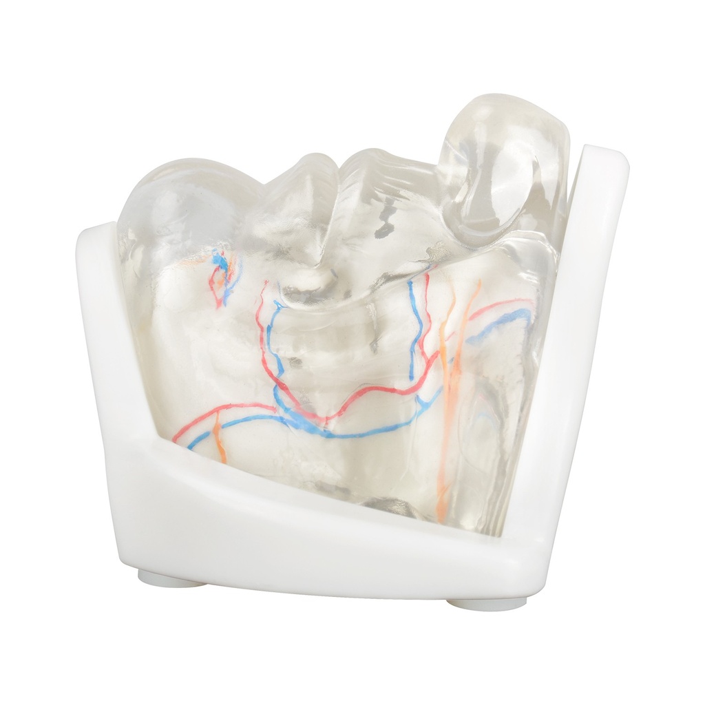 MODELO FACIAL PARCIAL INFERIOR DE SILICONA TRANSPARENTE PARA PRÁCTICAS DE INYECCIÓN