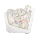 MODELO FACIAL PARCIAL INFERIOR DE SILICONA TRANSPARENTE PARA PRÁCTICAS DE INYECCIÓN