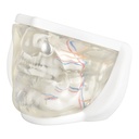 MODELO FACIAL PARCIAL INFERIOR DE SILICONA TRANSPARENTE PARA PRÁCTICAS DE INYECCIÓN
