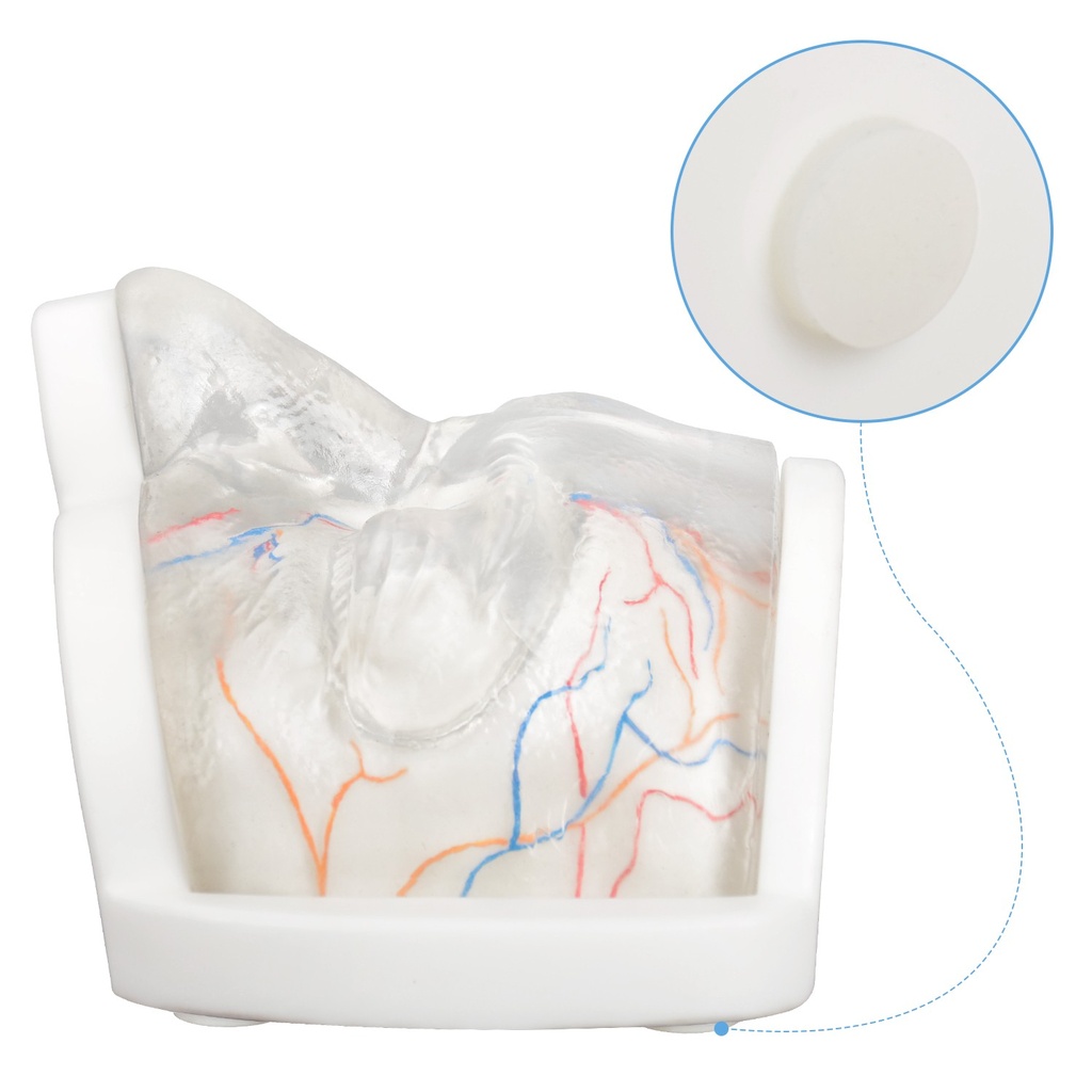 MODELO FACIAL PARCIAL SUPERIOR DE SILICONA TRANSPARENTE PARA PRÁCTICAS DE INYECCIÓN
