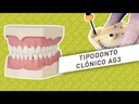 TIPODONTO CLÓNICO AG-3 ADULTO + DESTORNILLADOR