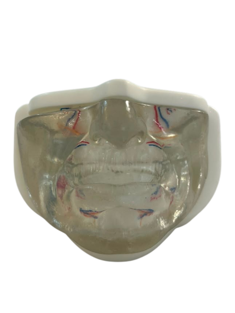 MODELO FACIAL PARCIAL INFERIOR DE SILICONA TRANSPARENTE PARA PRÁCTICAS DE INYECCIÓN