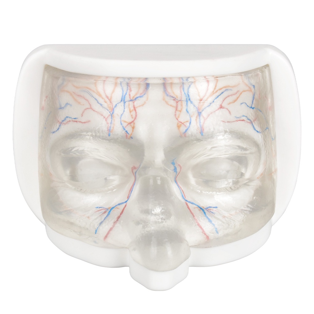 MODELO FACIAL PARCIAL SUPERIOR DE SILICONA TRANSPARENTE PARA PRÁCTICAS DE INYECCIÓN