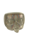 MODELO FACIAL PARCIAL SUPERIOR DE SILICONA TRANSPARENTE PARA PRÁCTICAS DE INYECCIÓN