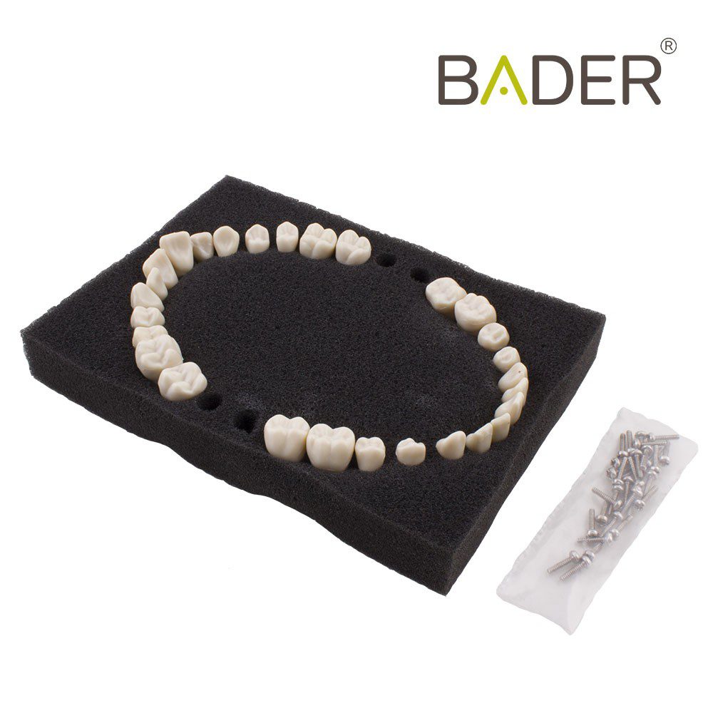 SET 28 DIENTES REPOSICIÓN TIPODONTO ANA-4