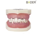 MODELO DE PERIODONCIA CON ARTICULADOR