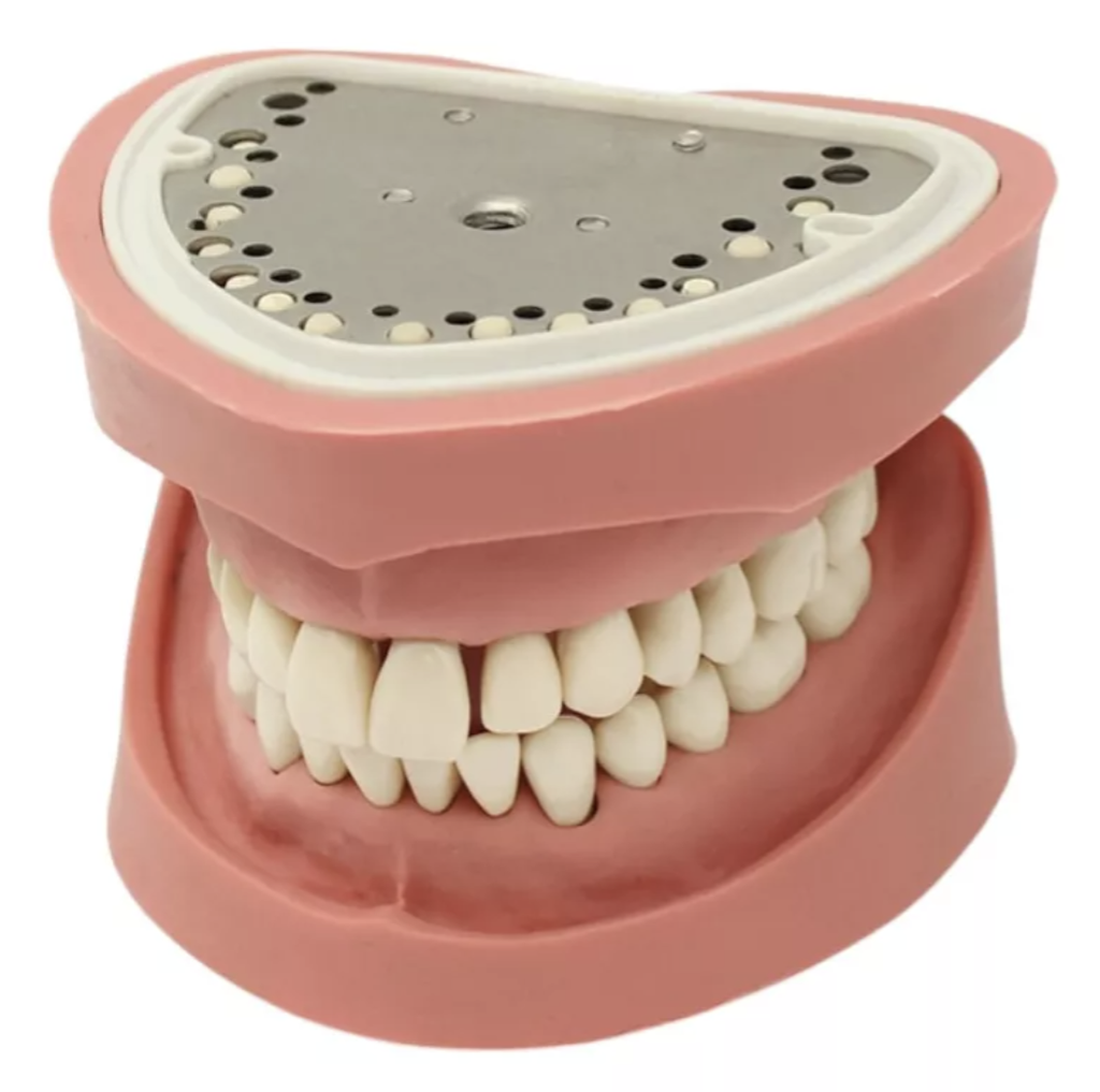 TIPODONTO CLONICO KAVO ADULTO 28 DIENTES