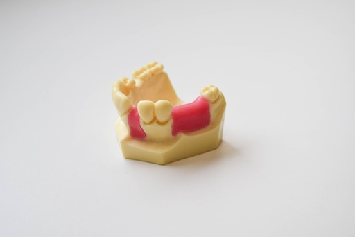 [0905142-3] MODELO DESDENTADO PARCIAL PARA PRÁCTICA DE IMPLANTES ENCÍA PARCIAL