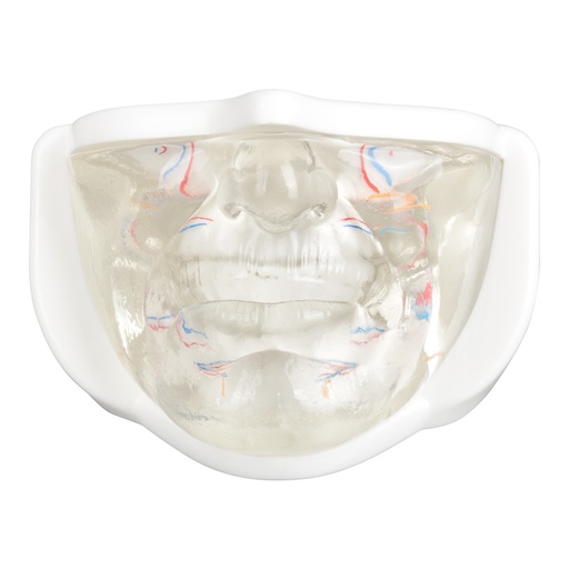[0905162] MODELO FACIAL PARCIAL INFERIOR DE SILICONA TRANSPARENTE PARA PRÁCTICAS DE INYECCIÓN
