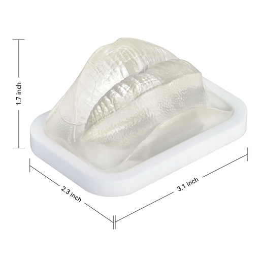 [0905166] MODELO DE PRÁCTICA LABIO TRANSPARENTE