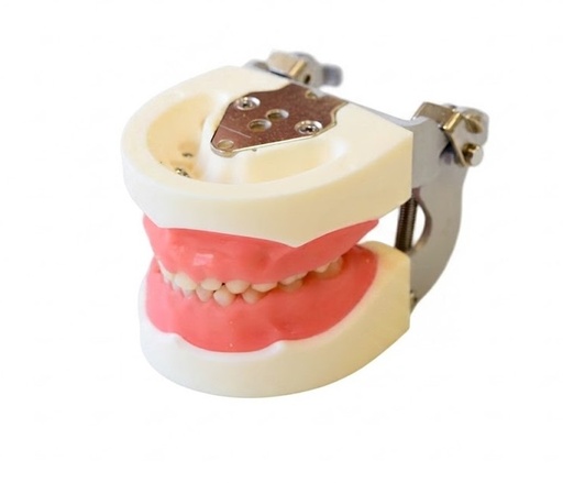 [0905000-3UD] TIPODONTO TIPO NISSIN PEDIÁTRICO