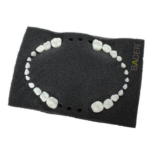 [0905000-4] SET 24 DIENTES REPOSICIÓN PARA TIPODONTO NISSIN PEDIÁTRICO