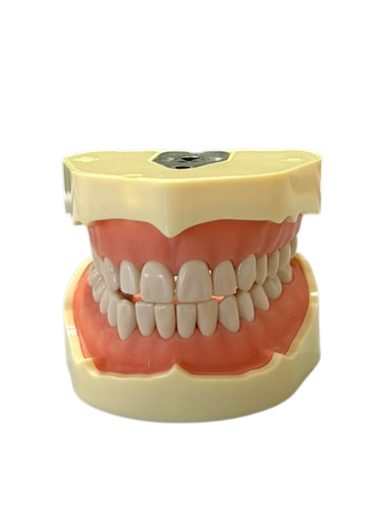 [0905000UD] TIPODONTO CLONICO FRASACO AG-3 ADULTO - 28 DIENTES