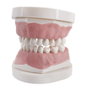 [0905000-8PBUD] TIPODONTO CLONICO FRASACO PEDIATRICO CON PLACA BASE