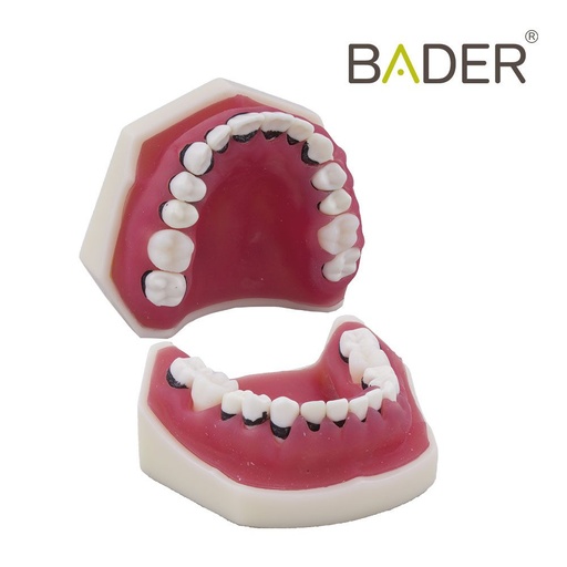 [0905125] MODELO DE PERIODONCIA SIN ARTICULADOR