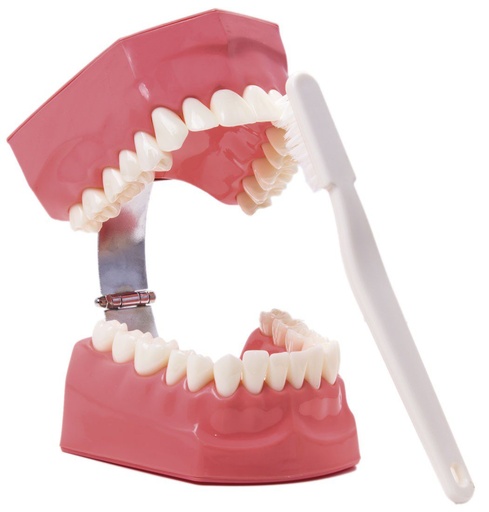 [0904002] MACROMODELO BODY ON CON CEPILLO